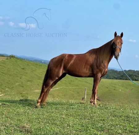 EXIT STRATEGY, Tennessee Walking Horses Mare for sale in Kentucky