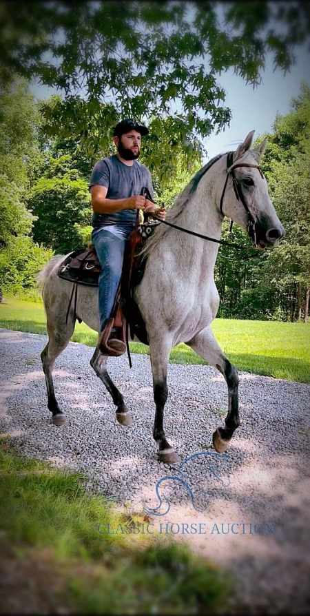 silver, Tennessee Walking Horses Mare for sale in Kentucky
