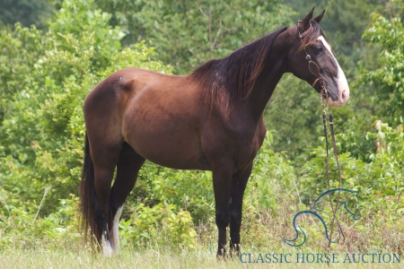 HANK, Tennessee Walking Horses Gelding for sale in Kentucky