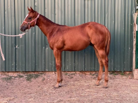 23 colt, American Quarter Horse Colt for sale in Texas