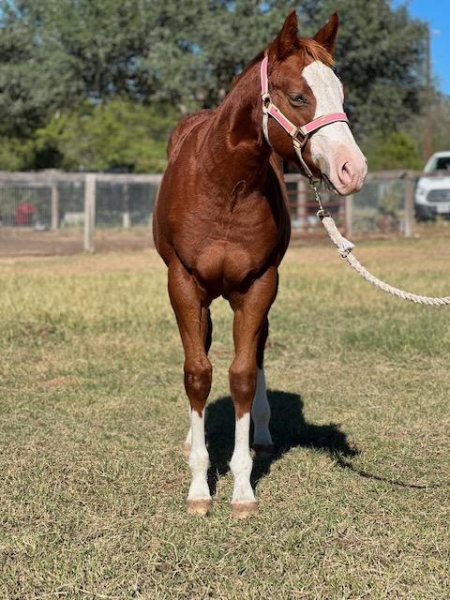 Im the Coolest Secret, American Paint Horse Association Mare for sale in Texas