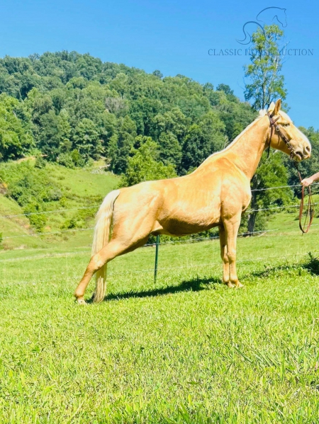 GOLDDUST , Tennessee Walking Horses Gelding for sale in North Carolina