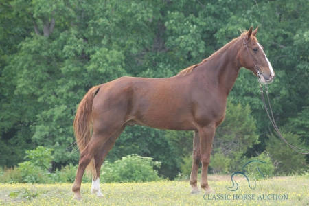 CASH, Tennessee Walking Horses Gelding for sale in Kentucky