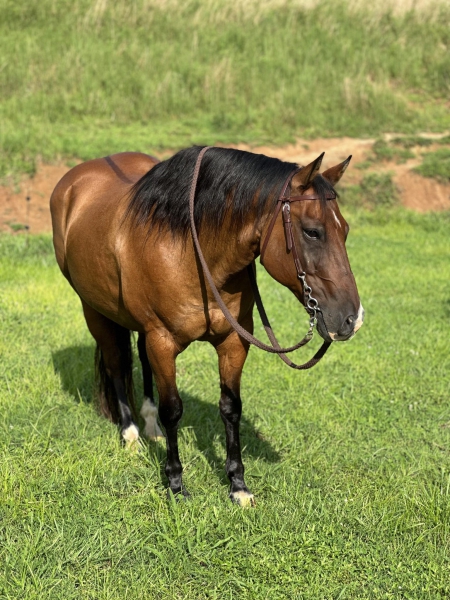 Oakie, American Quarter Horse Gelding for sale in Tennessee