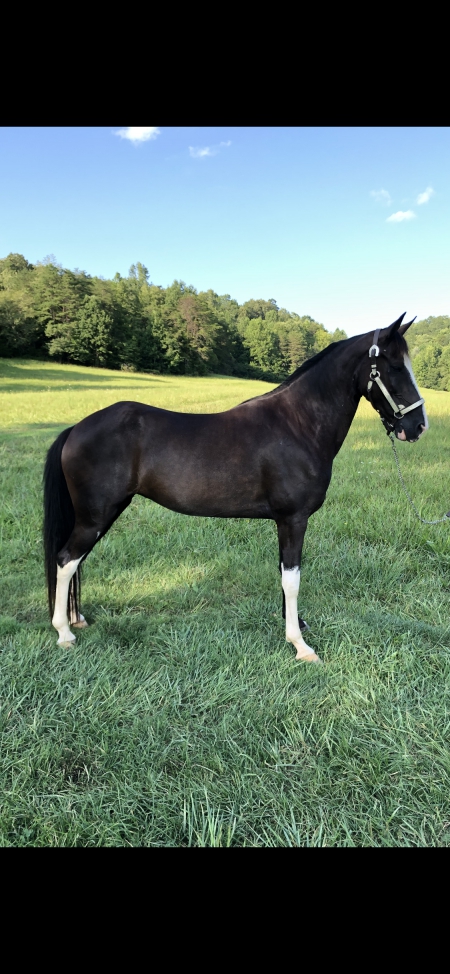 RAINE, Tennessee Walking Horses Mare for sale in Kentucky