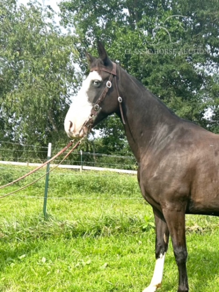 BELLA, Tennessee Walking Horses Mare for sale in North Carolina