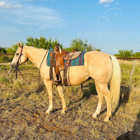 SUNNY, American Quarter Horse Gelding for sale in Texas