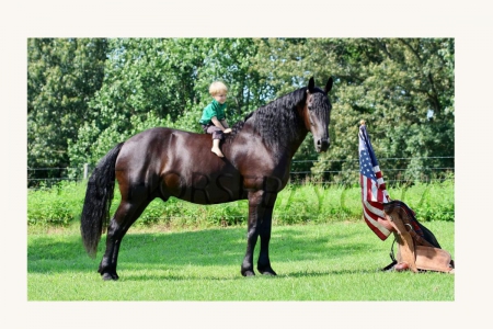 Black Friesian X Dressage/Driving/Trail Gelding - Available on Thehorsebay.com, Draft Gelding for sale in Kentucky