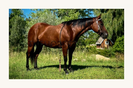 Bay Quarter Horse Trail/Western/Lesson/Roping/Pack/Showmanship/Family Safe Mare - Available on Thehorsebay.com, American Quarter Horse Mare for sale in Colorado