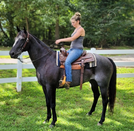 GOOD OLE BLUE, American Quarter Horse Gelding for sale in Georgia