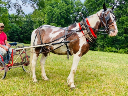MOSES, Tennessee Walking Horses Gelding for sale in Kentucky