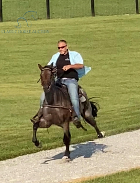 RAMBLER, Racking Horse Gelding for sale in Kentucky