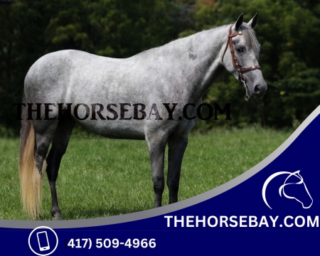Registered Tennessee Walking Gelding Gaited Trail Horse - Available on Thehorsebay.com, Tennessee Walking Horses Gelding for sale in Kentucky
