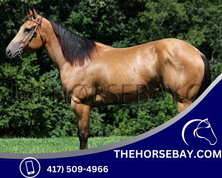 Paint Trail Gelding - Available on Thehorsebay.com, American Paint Horse Association Gelding for sale in Kentucky