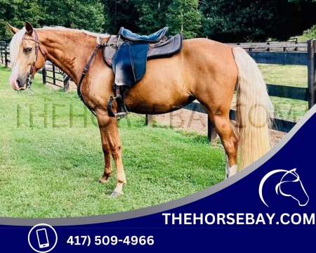Registered Golden Palomino Missouri Foxtrotter Gaited Trail Mare - Available on Thehorsebay.com, Missouri Fox Trotting Horse Mare for sale in Virginia