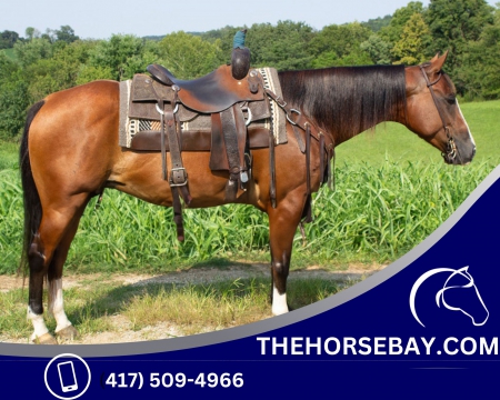 Registered AQHA Trail Ranch Horse - Available on Thehorsebay.com, American Quarter Horse Mare for sale in Kentucky