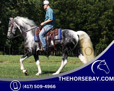 Dappled Grey Tobiano Tennessee Walking Horse Gaited Trail Gelding - Available on Thehorsebay.com, Tennessee Walking Horses Gelding for sale in Kentucky