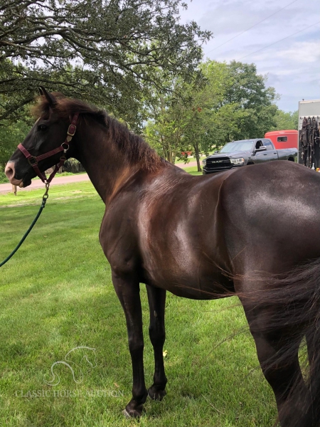 BEAM JR, Tennessee Walking Horses Gelding for sale in Missouri