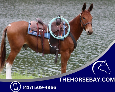 Red Dun John Mule -Trail/Dressage/Bridleless - Available on Thehorsebay.com, Mule Gelding for sale in Kentucky
