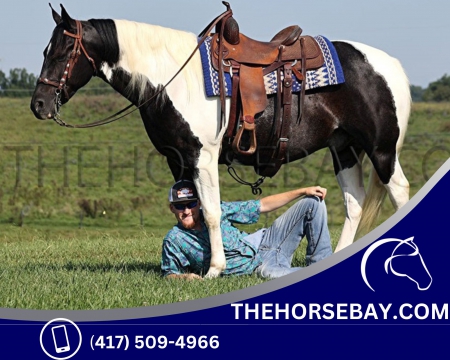 Black Tabiano Missouri Foxtrotter Gelding For Sale - Available on Thehorsebay.com, Missouri Fox Trotting Horse Gelding for sale in Kentucky