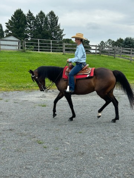 Quarab Mare For Sale In Pennsylvania - Elegant, Well Mannered ...