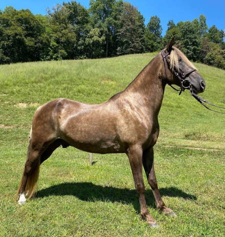 JAZZ , Rocky Mountain Gelding for sale in Tennessee