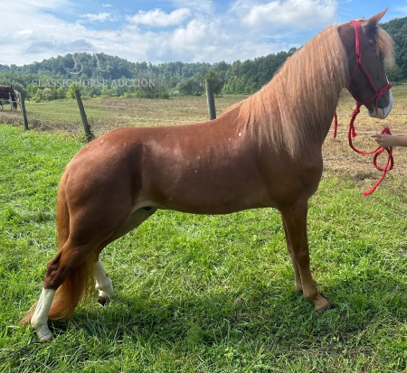 RED, Kentucky Mountain Saddle Horse Gelding for sale in Kentucky