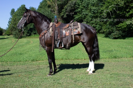 DAISY, Tennessee Walking Horses Mare for sale in Kentucky