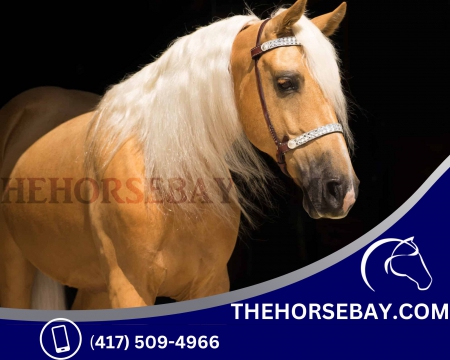 Gorgeous Flashy Registered Missouri Foxtrotter Gaited Trail Riding Gelding - Available on Thehorsebay.com, Missouri Fox Trotting Horse Gelding for sale in Wyoming