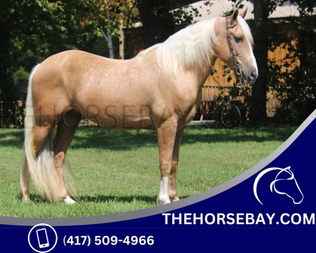Beginner Safe Palomino Tennessee Walking Gaited Trail Gelding - Available on Thehorsebay.com, Tennessee Walking Horses Gelding for sale in Kentucky