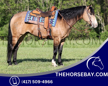 Buckskin Quarter Horse Ranch Gelding - Available on Thehorsebay.com, American Quarter Horse Gelding for sale in Kentucky