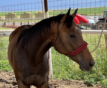 Mr Stormy Biggs, Thoroughbred Gelding for sale in Nevada