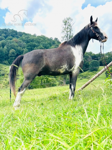 GOOSE, Kentucky Mountain Saddle Horse Gelding for sale in North Carolina