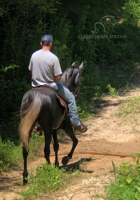 GIN'S SILVER SYMPHONY, Tennessee Walking Horses Mare for sale in Kentucky