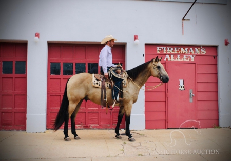 JED, American Quarter Horse Gelding for sale in Texas