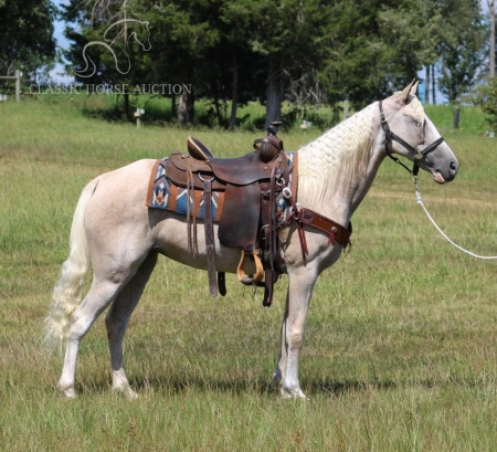 Princess, Tennessee Walking Horses Mare for sale in Kentucky