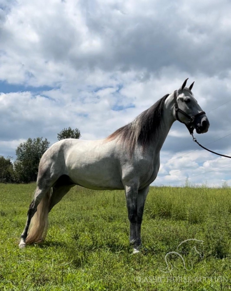 HARRY, Tennessee Walking Horses Gelding for sale in Tennessee