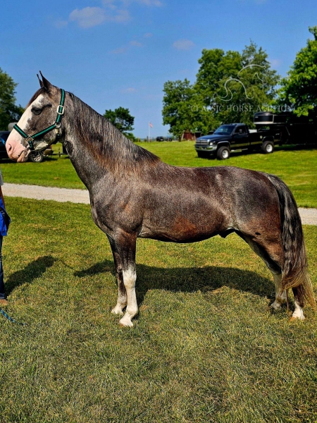 RUGER, Tennessee Walking Horses Gelding for sale in Kentucky