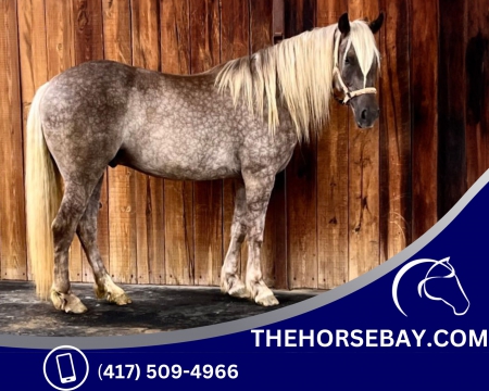 Stunning Silver Dappled Gypsy Cross Trail Gelding - Available on Thehorsebay.com, Gypsy Cob Gelding for sale in Texas