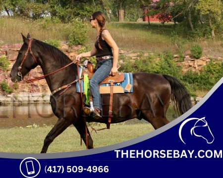 Smokey Black Tennessee Walking Gaited Trail and Family Safe Gelding - Available on Thehorsebay.com, Tennessee Walking Horses Gelding for sale in Minnesota