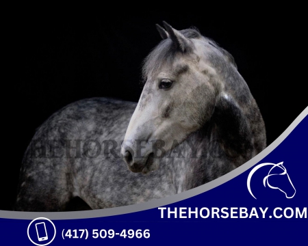 Steele Grey Dappled Friesian Sport Horse Mare - Available on Thehorsebay.com, Draft Mare for sale in Colorado