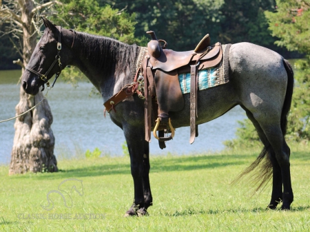 IZZY, Missouri Fox Trotting Horse Mare for sale in Kentucky