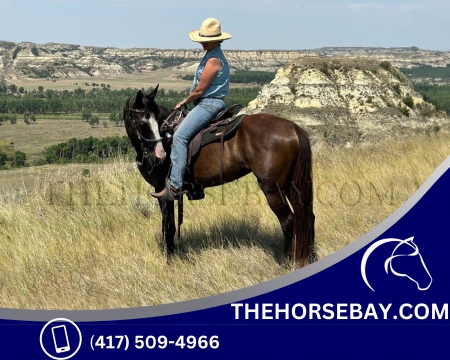 Tennessee Walking Gaited/Trail/Show/Cattle/Pleasure Riding Mare - Available on Thehorsebay.com, Tennessee Walking Horses Mare for sale in Arkansas