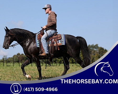Black Missouri Foxtrotter Gaited Trail Gelding - Available on Thehorsebay.com, Missouri Fox Trotting Horse Gelding for sale in Kentucky