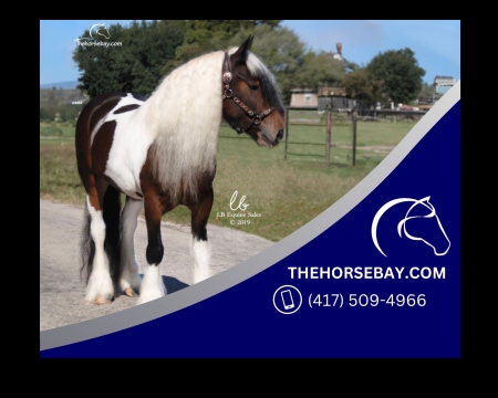 Gypsy Vanner Bay Tobiano Driving/Trail/Western/English Mare - Available on Thehorsebay.com, Gypsy Cob Mare for sale in Virginia