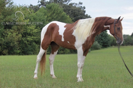 COPPER, Spotted Saddle Gelding for sale in Kentucky