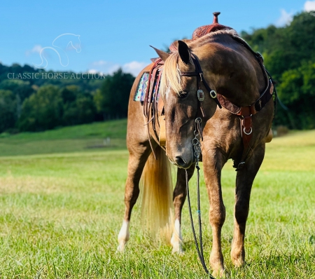 JAVA, Kentucky Mountain Saddle Horse Gelding for sale in Tennessee