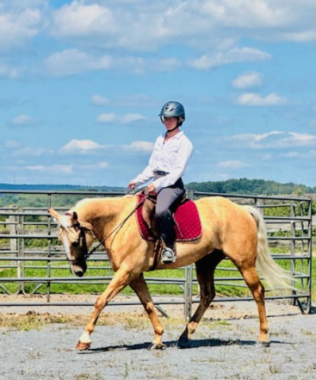 Handsome All Around, Western or English, Trail Horse Deluxe- 5 yr old Palomino Quarter Horse Gelding *PRICE REDUCED*, American Quarter Horse Gelding for sale in Pennsylvania
