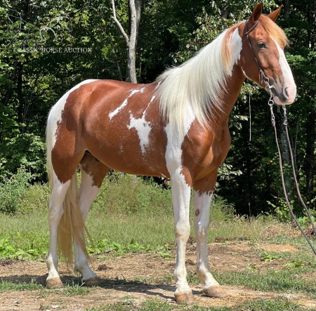 TONTO, Spotted Saddle Gelding for sale in Kentucky