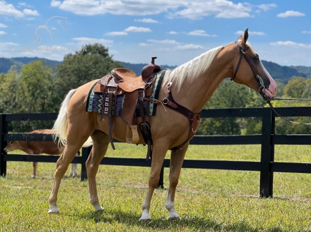 MILKMAN, Tennessee Walking Horses Gelding for sale in Tennessee